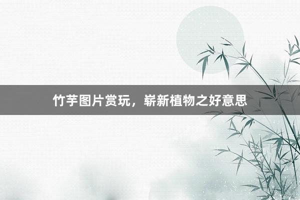 竹芋图片赏玩，崭新植物之好意思